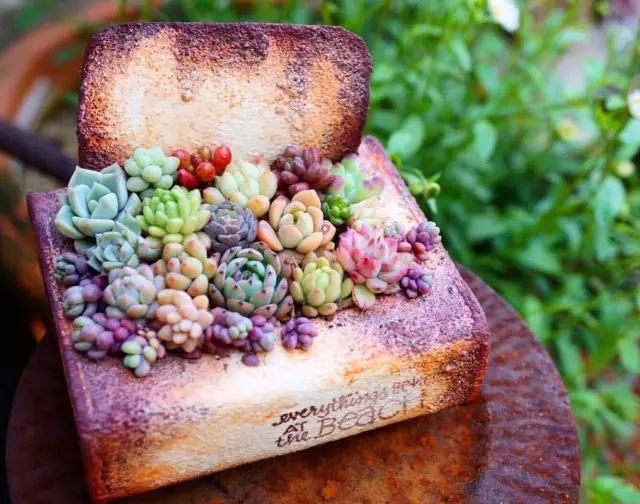 当破铜烂铁碰上多肉，这美度居然还能翻倍