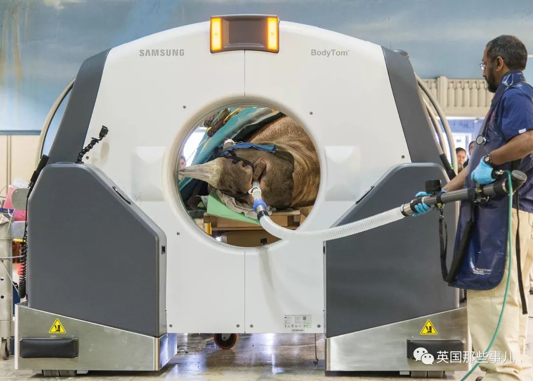 动物生病怎么做ct (动物生病做ct)