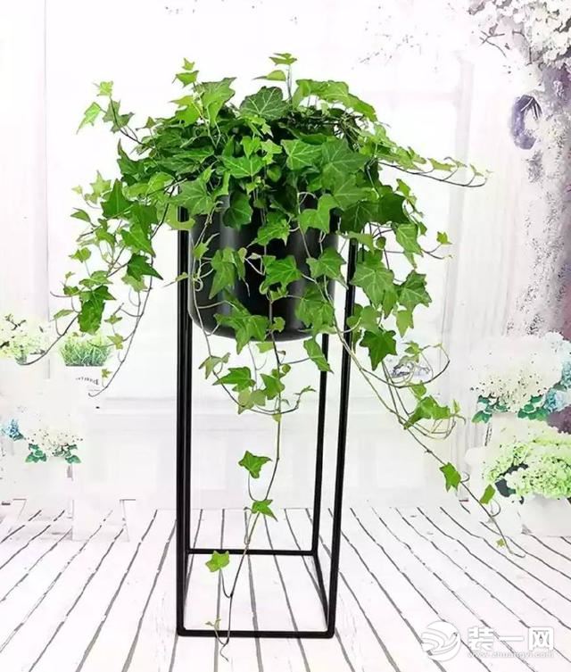 什么绿色植物稀释甲醛,什么绿色植物吸甲醛厉害