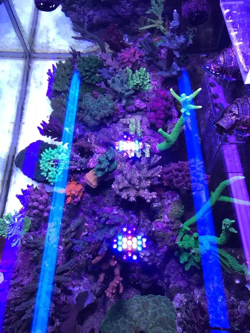 一周才打理一次的90骨缸，这状态我不信