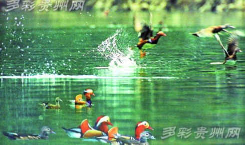 多彩妹,贵州天下第一汤