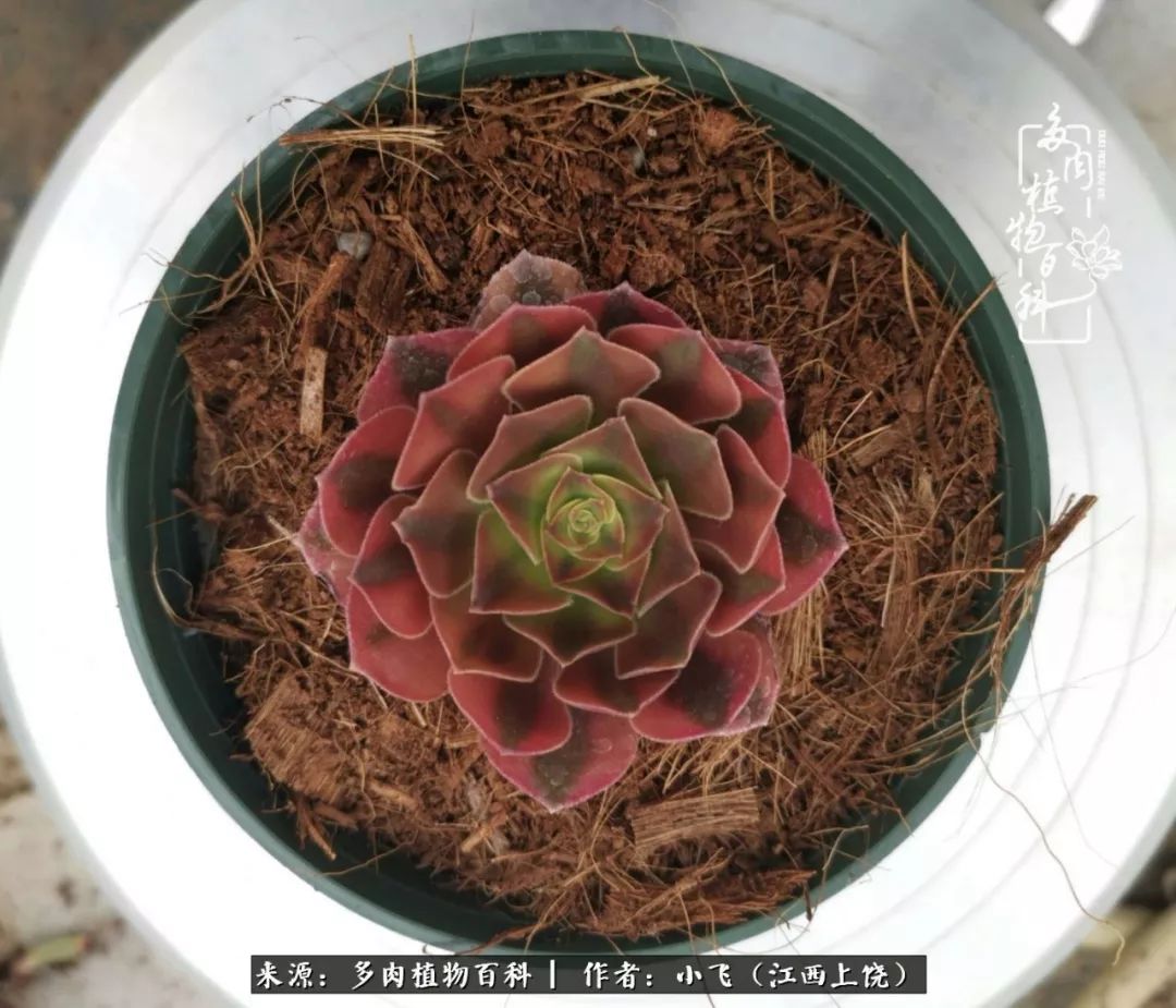 多肉法师品种科普之常见法师锦,法师多肉新品种锦光辉