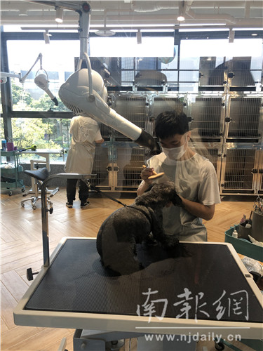 为小动物建造豪宅,为小动物建个房子