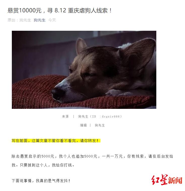 重庆一条狗虐狗,重庆流浪狗被击毙爱狗人士祭拜