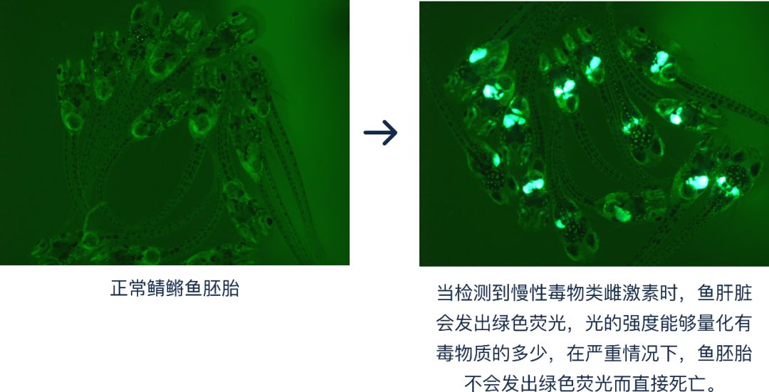 4成抗衰老眼霜抗衰老功效并不显著，同样功效的眼霜价格竟相差7倍？小鱼抗衰老眼霜绿鱼榜单为你揭晓