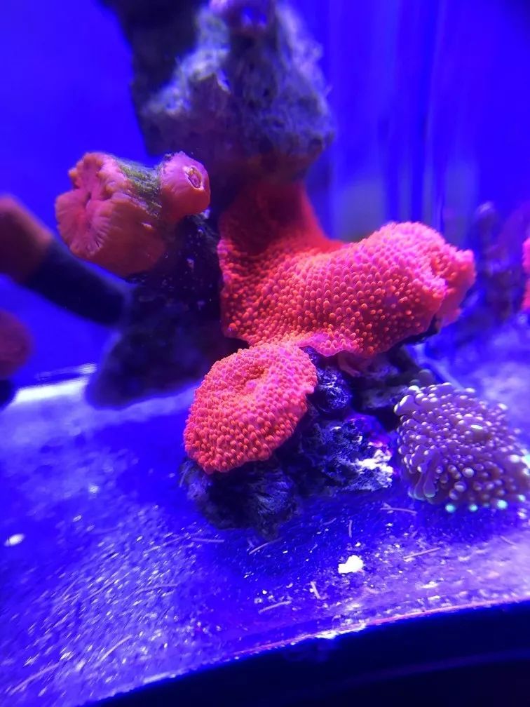 微缸为什么不能超过40公分高,微缸水体容量加大