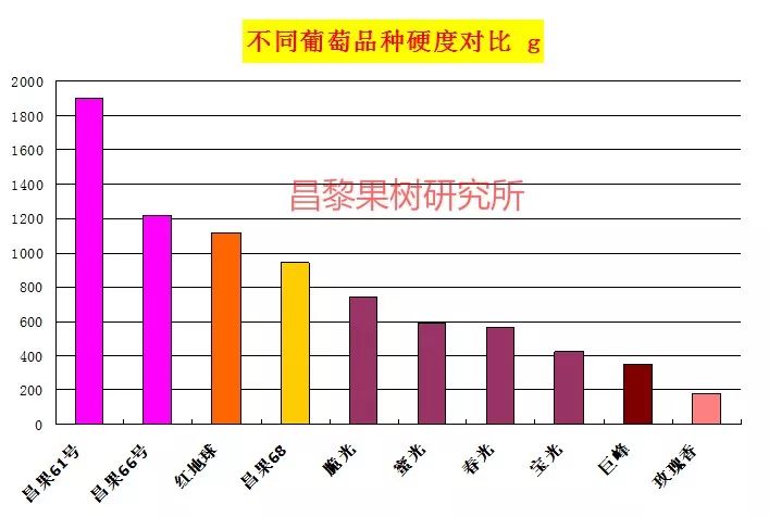 2022年有哪些新葡萄品种,2019葡萄新品种介绍