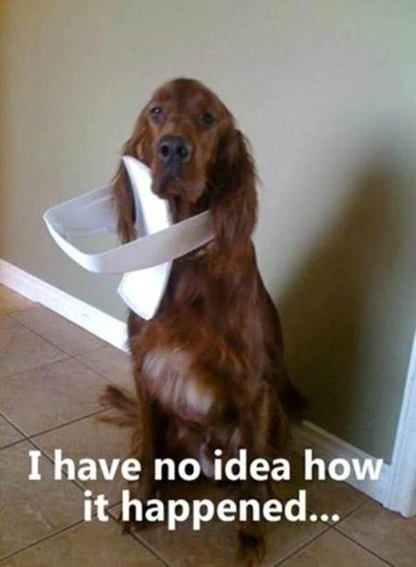 google科学家,google学术搜索综述文章