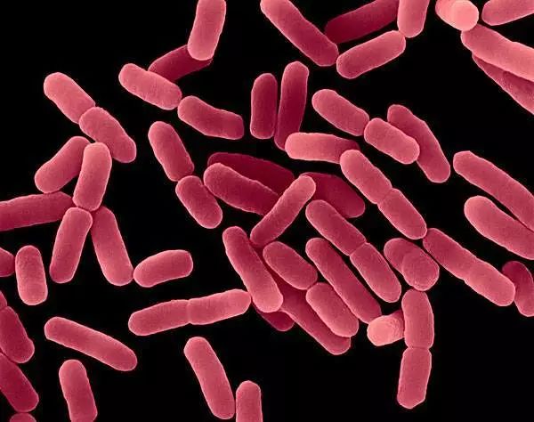 生肉和熟食为什么要分开存放,生肉和熟肉怎么分开储存