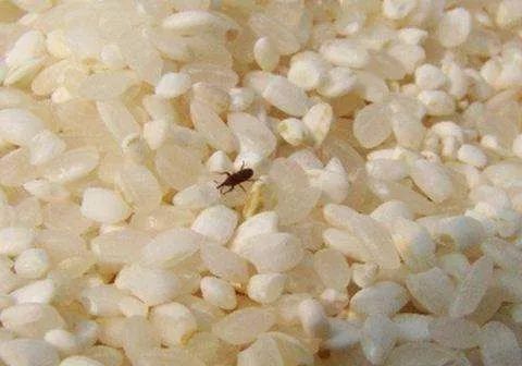 大米生虫了怎么处理才能吃,夏天大米加工厂怎么预防大米生虫
