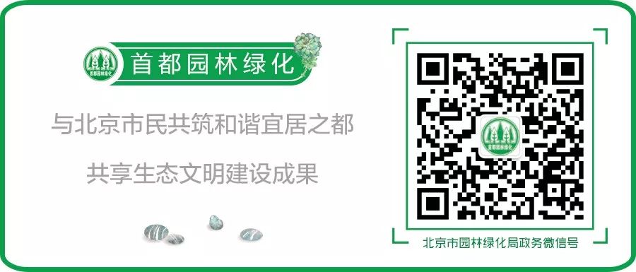 招蜂引蝶的小花园,最容易吸引蝴蝶的植物