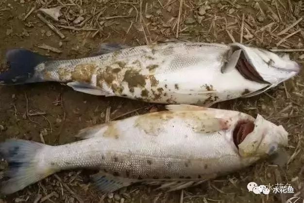 鲢鳙鱼出血病,花白鲢败血症