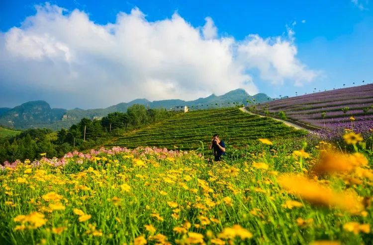 南天丽景绿溪谷,兴隆县南天丽景千亩花海