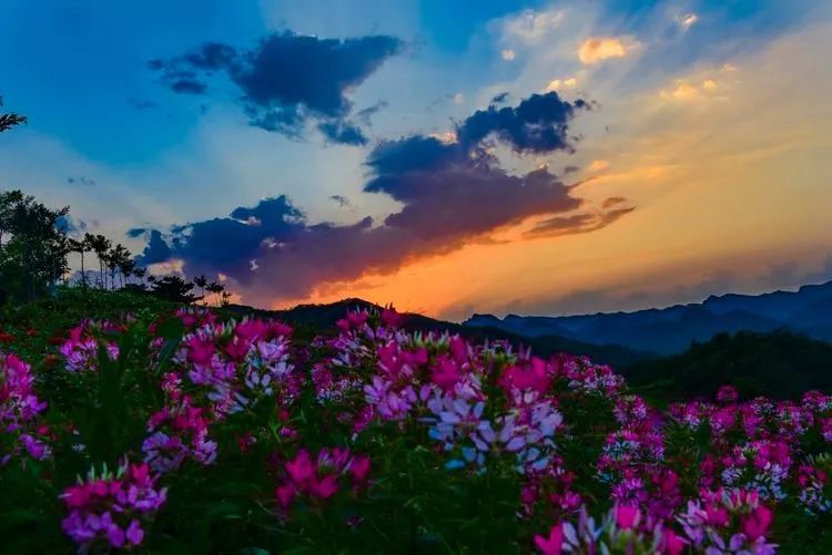 南天丽景绿溪谷,兴隆县南天丽景千亩花海