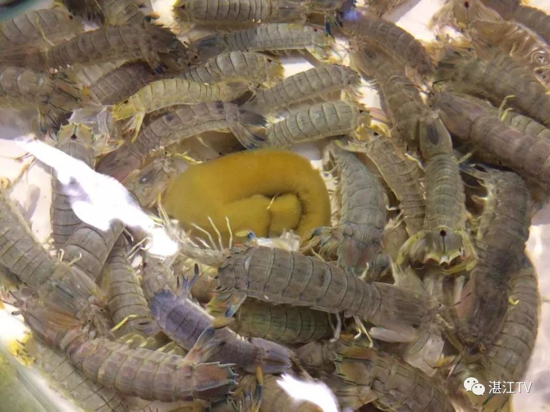 香港tvb经典打卡,香港湛江海鲜