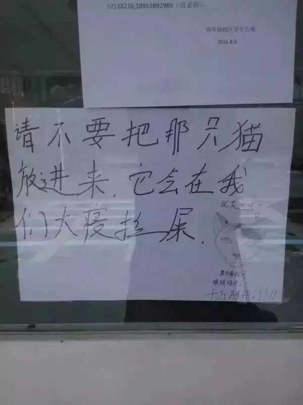 千万别养猫,来自万千网友的血泪控诉