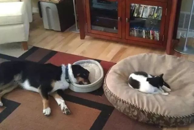 千万别养猫,来自万千网友的血泪控诉