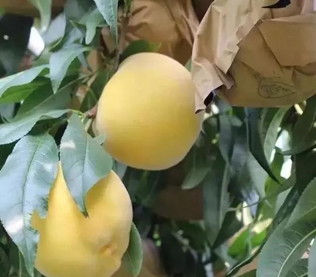 沂源鲜桃“甜上天”了，快让大家都知道