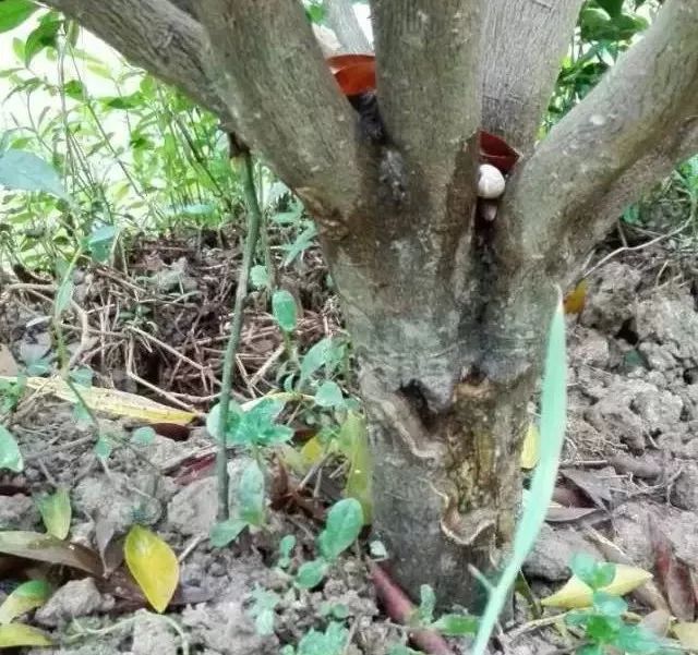 柑橘树干枯萎了还能救活吗,柑橘根部树干脱皮是什么原因