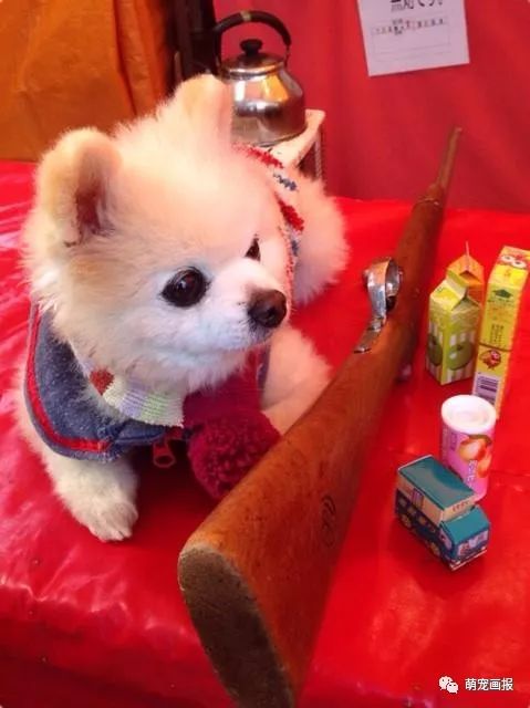 博美犬俊介君,日本博美犬俊介君