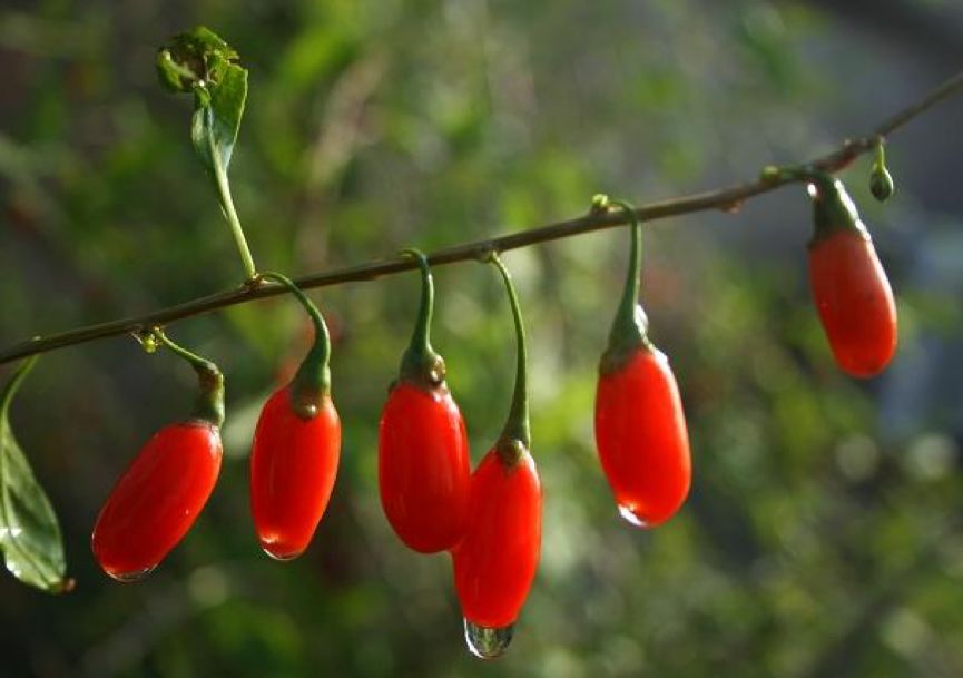 招蜂引蝶的小花园,最容易吸引蝴蝶的植物