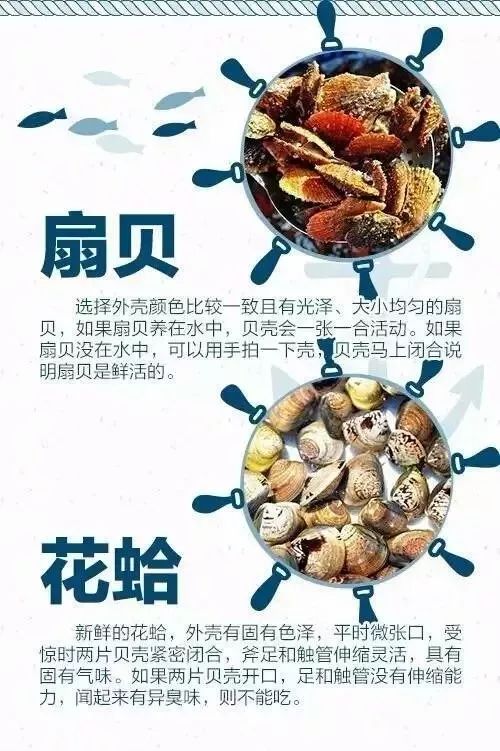 开海买海鲜攻略,开海了一般市场海鲜什么时候便宜
