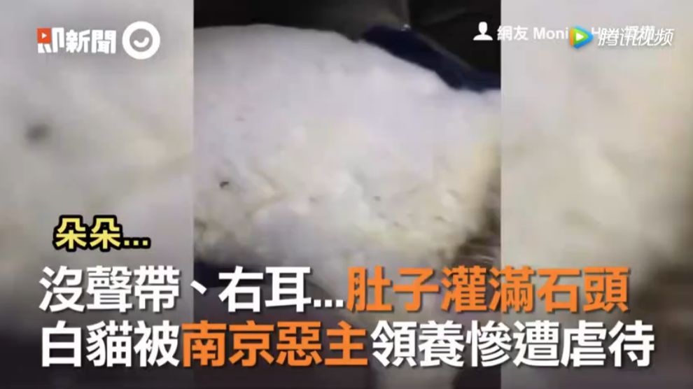 猫被领养后的真实生活,收养一只流浪猫几个月了野性难改