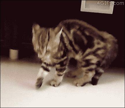 猫被领养后的真实生活,收养一只流浪猫几个月了野性难改