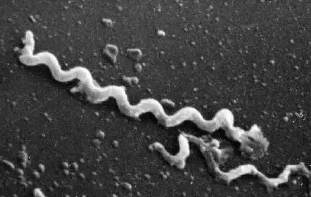 诺贝尔奖免疫治疗法,以毒攻毒效果甚微