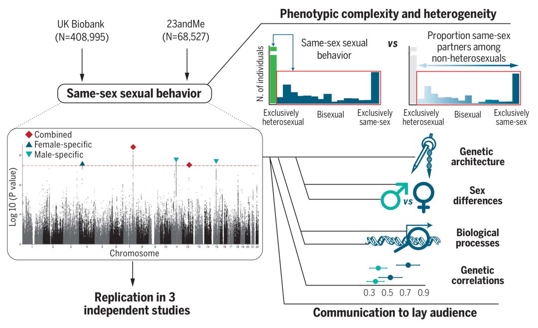 《科学》:真有「同性恋基因」吗?20余所顶级研究机构发起、迄今最大规模的研究发现,基因根本就不能预测同性*行为性**丨科学大发现