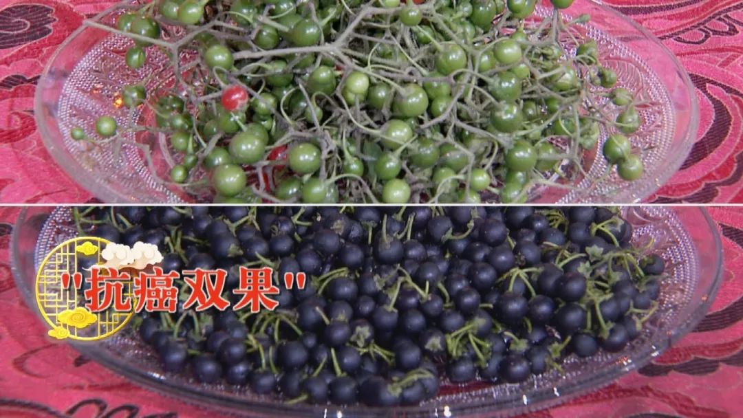 生姜可以治肿瘤养生堂节目,养生堂肿瘤真相大揭秘