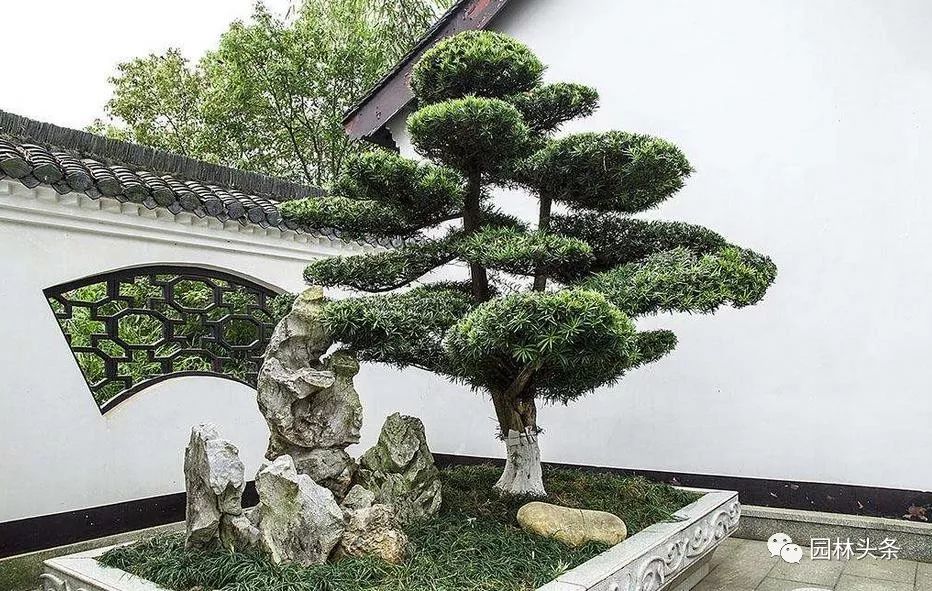 最适合做造型苗的10大树种