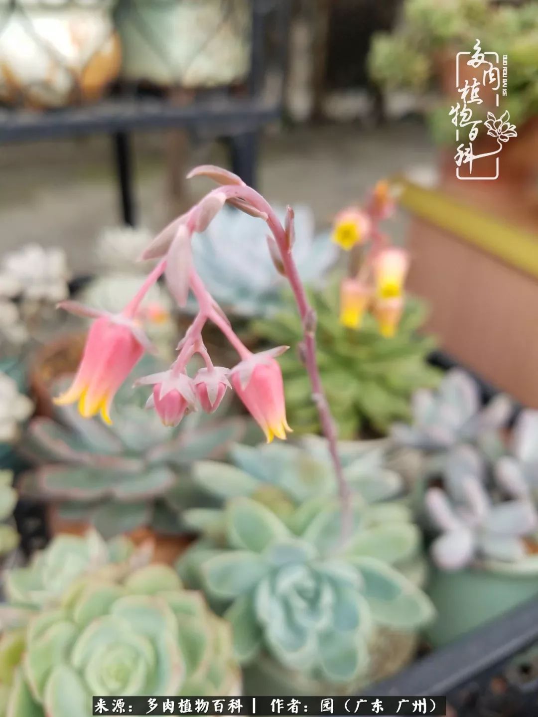 多肉粉色仙人球开花图片,开花最好看的多肉仙人球