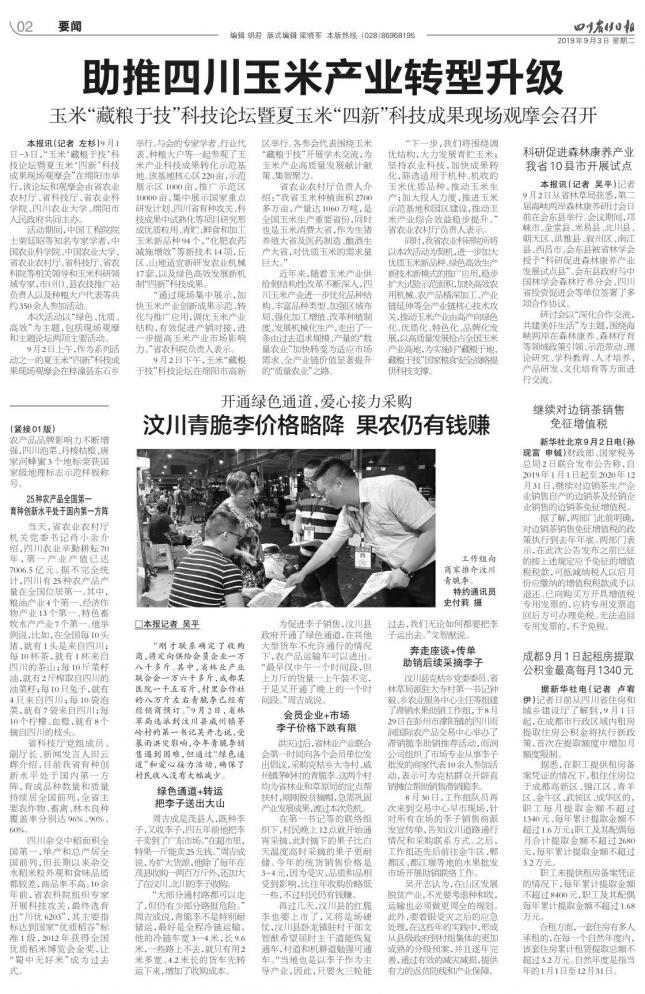 汶川青脆李价格略降果农仍有钱赚