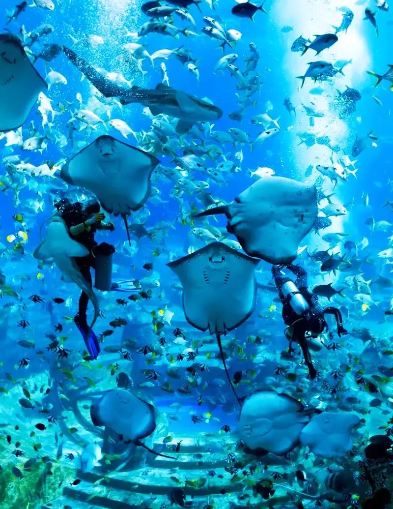 三亚3天2晚亚特兰蒂斯,三亚5天4晚亚特兰蒂斯酒店双人游