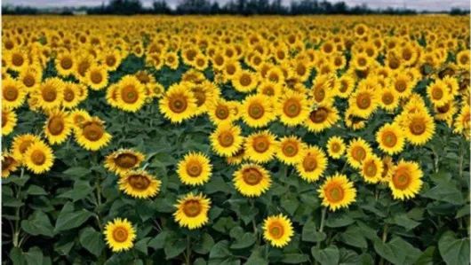 今年上海浦江郊野公园有花展吗,浦江郊野公园奇迹花展