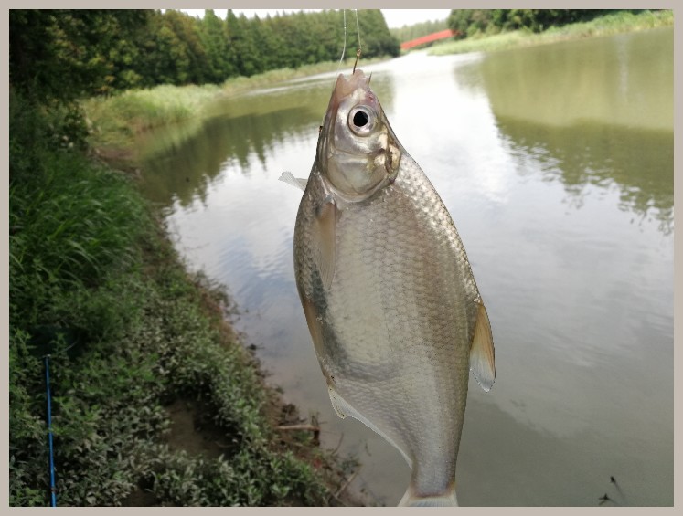 异地最后一次作钓，江鳊鱼获全部送邻居
