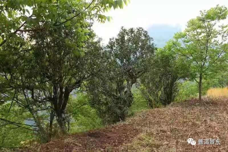 景福镇岔河村,美丽乡村岔河村