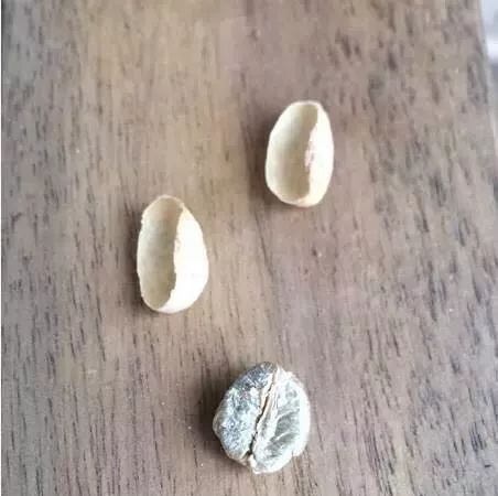 咖啡亲身体验制作过程,咖啡采摘方式及具体操作过程