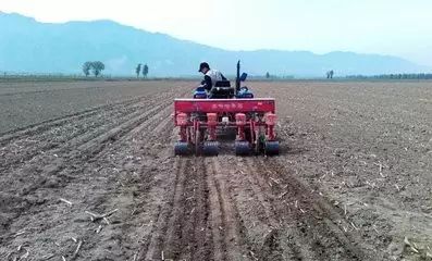 晚播小麦注意这几点照样能高产,小麦抽穗早的高产还是晚的高产