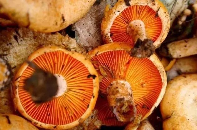 昆明周边景点排行榜前十名,昆明周边温泉一条龙游玩景点推荐