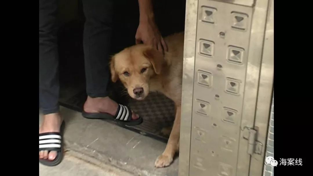 狗咬狗,咬死狗,狗主人需要赔偿吗?