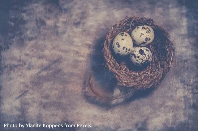 怎么区分鸡蛋和鸭蛋鹌鹑蛋,鹌鹑蛋鸡蛋鹅蛋区别