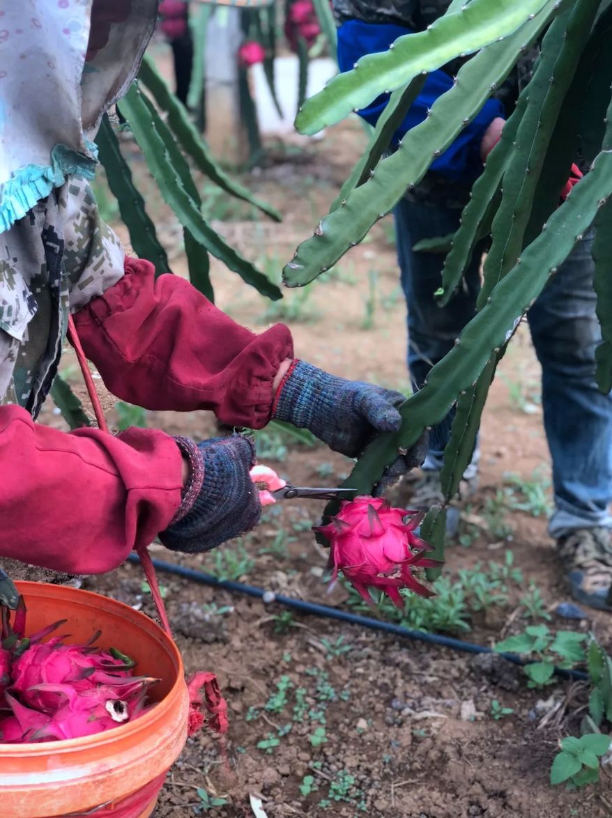 减肥届超热门必备轻食水果，高甜0酸还不发胖，一颗就饱腹