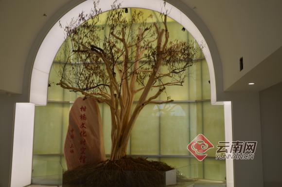 柑橘标本,柑橘博物馆项目