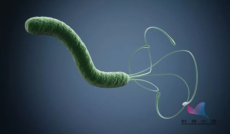 胃部什么菌会传染家人,夏季警惕这种可怕的致病菌