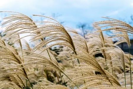 只有稻子并未虚度|此刻夜读