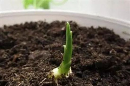 露天种一亩地姜的成本是多少,30亩种姜要多少成本