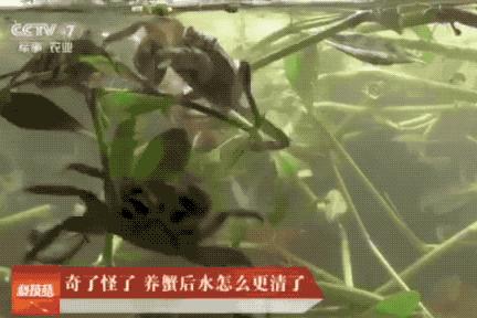 大闸蟹好的蟹黄口感怎么样,这大闸蟹真新鲜咬一口全是蟹黄