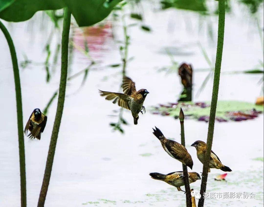 生态娄底美丽家园——【壮丽70年奋斗新时代】娄底首届风光摄影作品展览生态小品作品选登